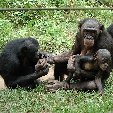 Lola Ya Bonobo sanctuary near Kinshasa Democratic Republic of the Congo Trip Adventure