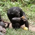 Lola Ya Bonobo sanctuary near Kinshasa Democratic Republic of the Congo Blog Sharing