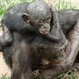 Lola Ya Bonobo sanctuary near Kinshasa Democratic Republic of the Congo Diary Photo