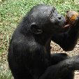 Lola Ya Bonobo sanctuary near Kinshasa Democratic Republic of the Congo Vacation Experience Lola Ya Bonobo sanctuary near Kinshasa