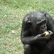 Lola Ya Bonobo sanctuary near Kinshasa Democratic Republic of the Congo Travel Gallery