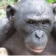 Lola Ya Bonobo sanctuary near Kinshasa Democratic Republic of the Congo Review Photo