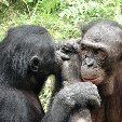 Lola Ya Bonobo sanctuary near Kinshasa Democratic Republic of the Congo Information Lola Ya Bonobo sanctuary near Kinshasa