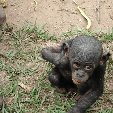 Lola Ya Bonobo sanctuary near Kinshasa Democratic Republic of the Congo Travel Diary