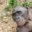 Lola Ya Bonobo sanctuary near Kinshasa Democratic Republic of the Congo Picture Sharing