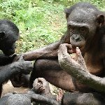 Lola Ya Bonobo sanctuary near Kinshasa Democratic Republic of the Congo Trip Sharing