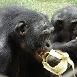 Lola Ya Bonobo sanctuary near Kinshasa Democratic Republic of the Congo Blog Adventure