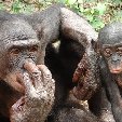 Lola Ya Bonobo sanctuary near Kinshasa Democratic Republic of the Congo Diary Photos