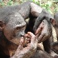 Lola Ya Bonobo sanctuary near Kinshasa Democratic Republic of the Congo Vacation Adventure