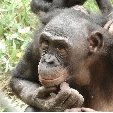 Lola Ya Bonobo sanctuary near Kinshasa Democratic Republic of the Congo Travel Adventure