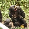 Lola Ya Bonobo sanctuary near Kinshasa Democratic Republic of the Congo Review Picture