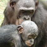 Lola Ya Bonobo sanctuary near Kinshasa Democratic Republic of the Congo Travel Information