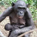 Lola Ya Bonobo sanctuary near Kinshasa Democratic Republic of the Congo Adventure