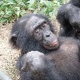 Lola Ya Bonobo sanctuary near Kinshasa Democratic Republic of the Congo Picture gallery