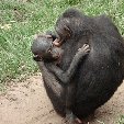 Lola Ya Bonobo sanctuary near Kinshasa Democratic Republic of the Congo Story Sharing