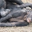 Lola Ya Bonobo sanctuary near Kinshasa Democratic Republic of the Congo Album Pictures
