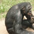 Lola Ya Bonobo sanctuary near Kinshasa Democratic Republic of the Congo Blog Experience