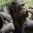 Lola Ya Bonobo sanctuary near Kinshasa Democratic Republic of the Congo Diary Adventure