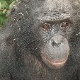 Lola Ya Bonobo sanctuary near Kinshasa Democratic Republic of the Congo Vacation Tips