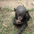 Lola Ya Bonobo sanctuary near Kinshasa Democratic Republic of the Congo Travel Blog