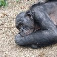 Lola Ya Bonobo sanctuary near Kinshasa Democratic Republic of the Congo Vacation