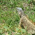 Cayman Islands all inclusive honeymoon George Town Trip
