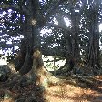 Norfolk Island pine tree tours Kingston Diary