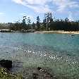 Norfolk Island pine tree tours Kingston Diary Picture