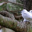 Norfolk Island pine tree tours Kingston Blog Picture