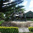 Norfolk Island pine tree tours Kingston Travel Album