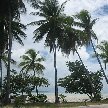 Kiribati Island pictures Bairiki Review Picture