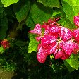 Roseau Dominica Botanical Gardens Diary Sharing