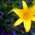 Roseau Dominica Botanical Gardens Vacation Photo