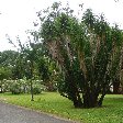 Roseau Dominica Botanical Gardens Vacation Guide