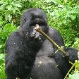 Rwanda Volcanoes National Park Ruhengeri Pictures