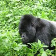 Rwanda Volcanoes National Park Ruhengeri Travel Picture