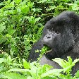 Rwanda Volcanoes National Park Ruhengeri Holiday Tips Rwanda Volcanoes National Park