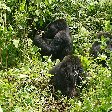 Rwanda Volcanoes National Park Ruhengeri Trip Photographs