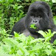 Rwanda Volcanoes National Park Ruhengeri Holiday Experience