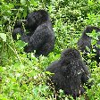 Rwanda Volcanoes National Park Ruhengeri Diary Picture