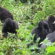 Rwanda Volcanoes National Park Ruhengeri Photos