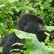 Rwanda Volcanoes National Park Ruhengeri Trip Vacation