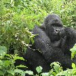 Rwanda Volcanoes National Park Ruhengeri Travel Review