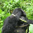 Rwanda Volcanoes National Park Ruhengeri Vacation Sharing