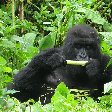 Rwanda Volcanoes National Park Ruhengeri Trip Photo