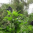 Rwanda Volcanoes National Park Ruhengeri Travel Sharing