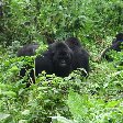Rwanda Volcanoes National Park Ruhengeri Photo