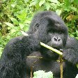 Rwanda Volcanoes National Park Ruhengeri Travel Blog