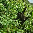Rwanda Volcanoes National Park Ruhengeri Review