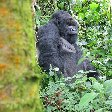 Rwanda Volcanoes National Park Ruhengeri Blog Photos